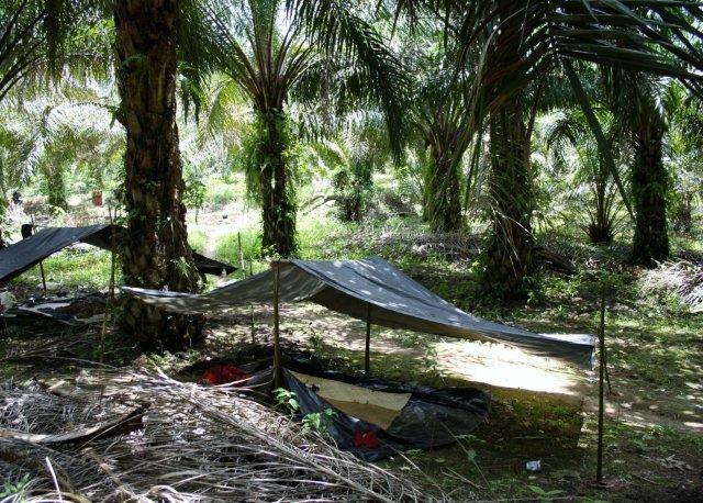 Die Orang Rimba leben in der Trauerphase in einfachen Zelten