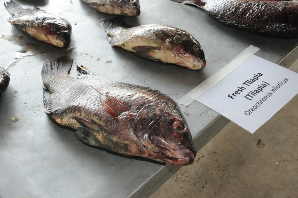 Frischer Tilapia-Fisch © Allgaier/MISEREOR
