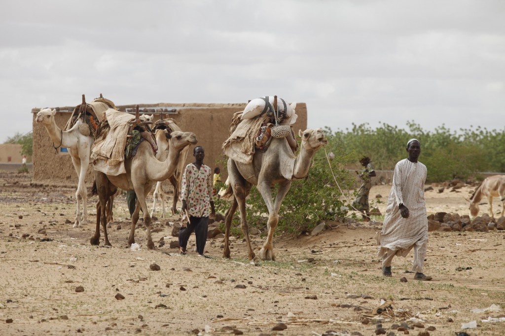 Händler mit bepackten Kamelen auf dem WEg zum Markttag © Schwarzbach/MISEREOR