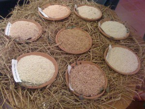 Einige der 150 lokalen Reissorten ©MISEREOR/Marianne Pötter-Jantzen