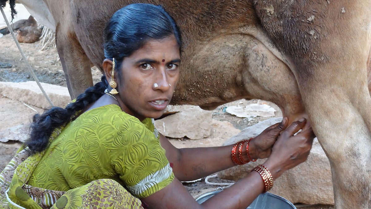 Kleine Milchproduzenten versorgen in Indien rund 90 Prozent des Milchmarktes. © MISEREOR