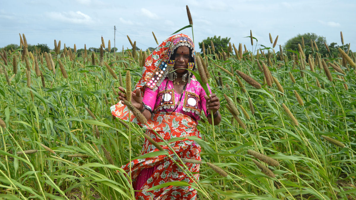 Shantabai, ihr Mann und ihr Sohn haben heute etwa 1,2 Hektar Land. Sie setzt statt auf "cash crops" auf nachhaltige Landwirtschaft und Vielfalt.