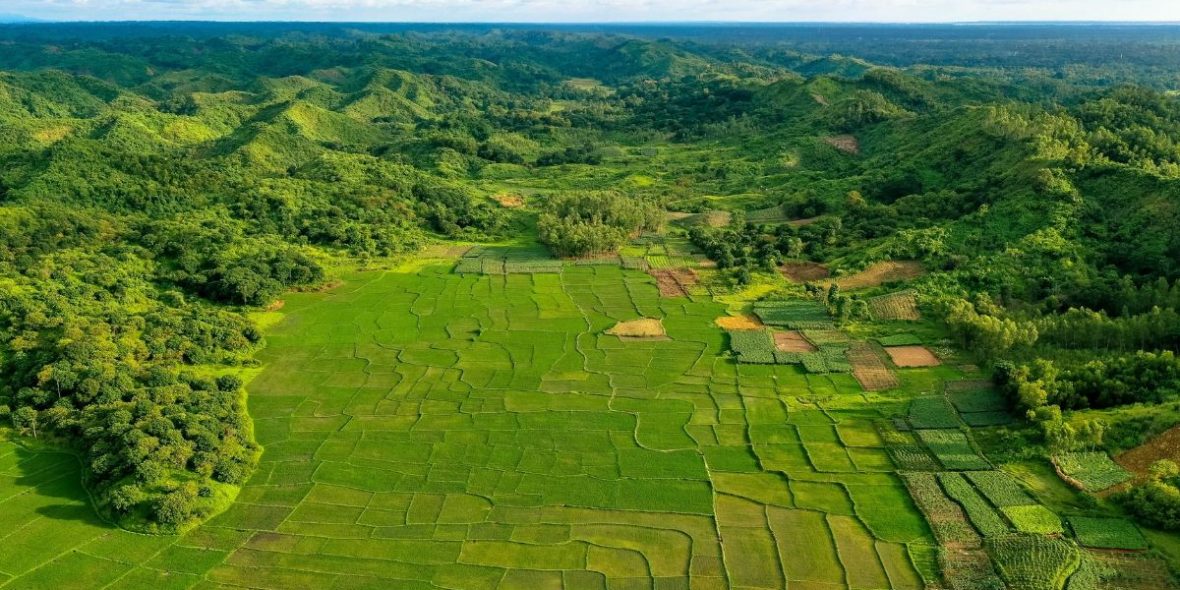 Bangladesch Reisfelder