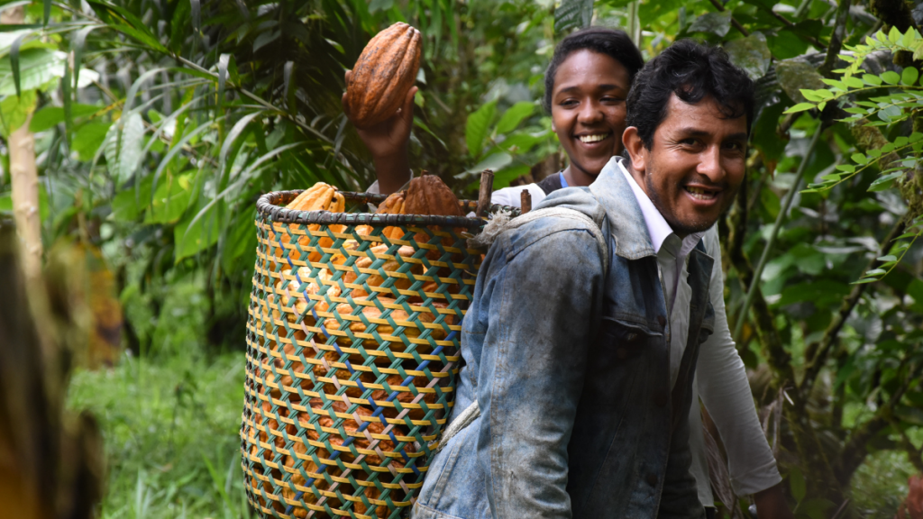 Zwei Personen mit einem Korb voller Kakao-Bohnen aus dem Kakaoanbau