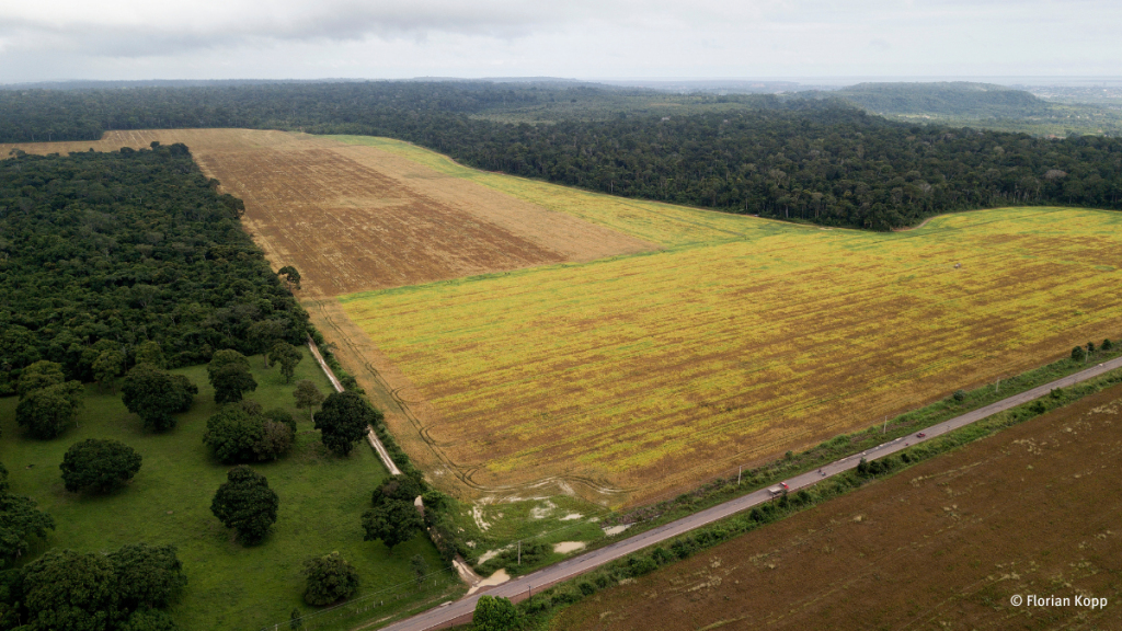 Abgeholzte Felder im Amazonasgebiet