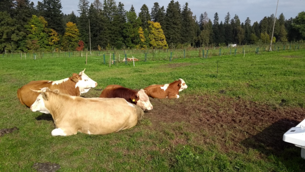 Agroforstwirtschaft: Rinder neben Anpflanzungen auf dem Acker