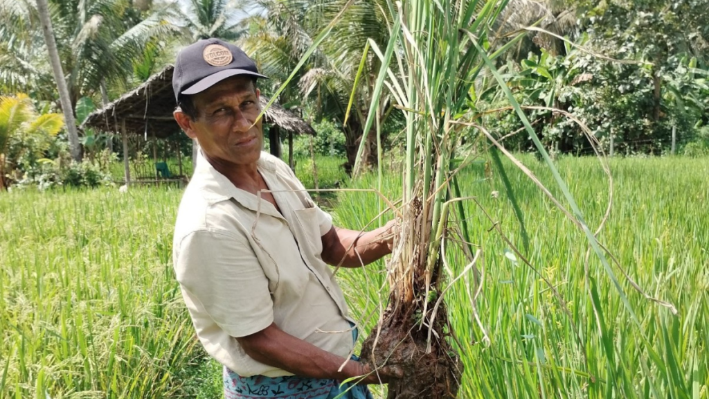 Mann hält eine Reis-Pflanze hoch