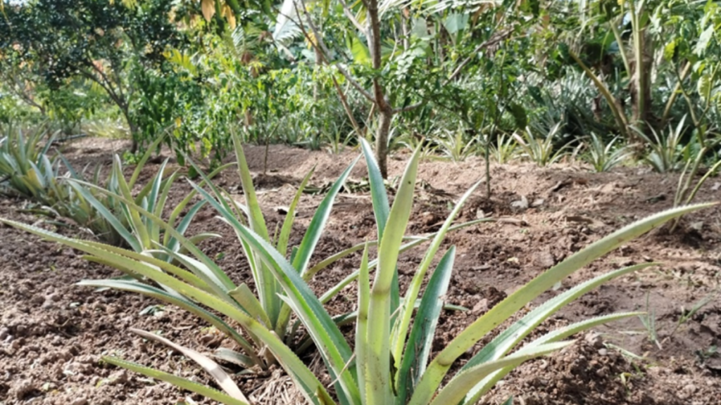 Ananas-Pflanzen
