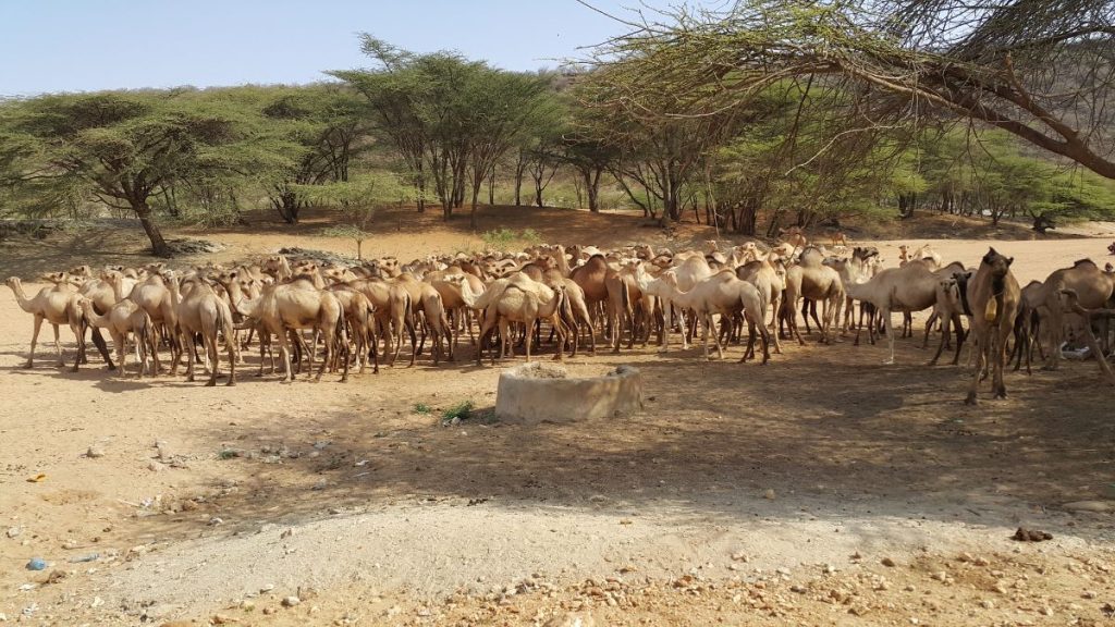 Kamelherde in Kenia
