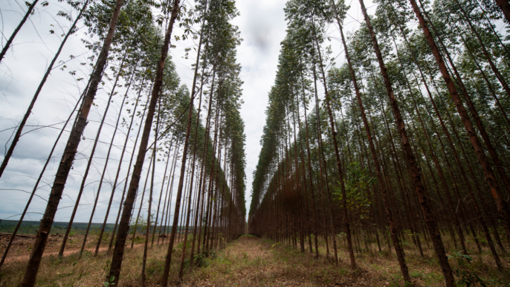 Eukalyptus-Monokulturen in Brasilien